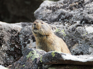 ガレ場に住んでいるエゾナキウサギ