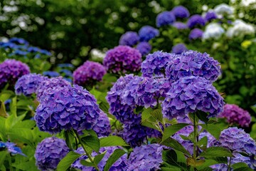 響山公園のアジサイ