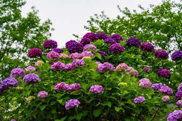 Obraz premium 響山公園のアジサイ