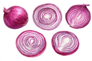 Fototapeta premium Red onion illustrations in slices and whole, detailed botanical study of purple-skinned vegetable isolated on white background