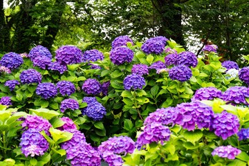 響山公園のアジサイ