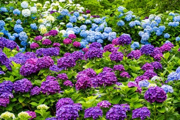 響山公園のアジサイ