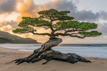 Fototapeta premium Coastal bonsai tree at sunrise