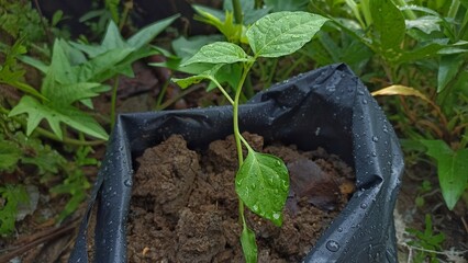 chili plant seeds to be planted in black plastic