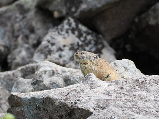 ガレ場に住んでいるエゾナキウサギ