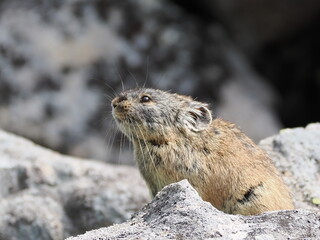 ガレ場に住んでいるエゾナキウサギ