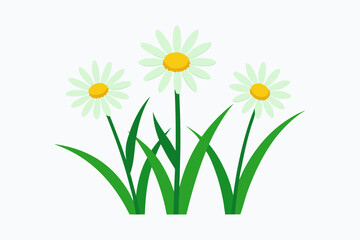 Three daisies in green grass illustration