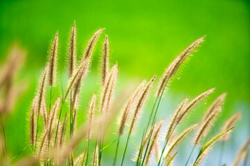Soft Grass Blades Capturing Light in a Verdant Natural Setting