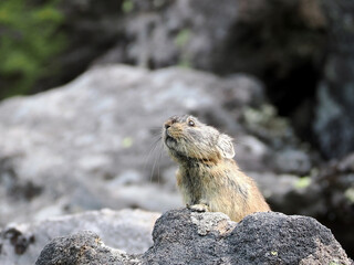 ガレ場に住んでいるエゾナキウサギ