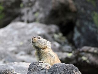 ガレ場に住んでいるエゾナキウサギ