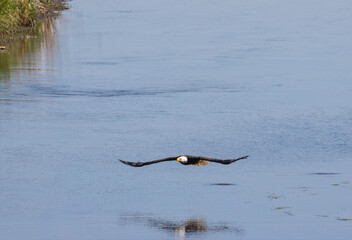 Bald Eagle in Flight
