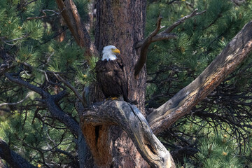 Bald Eagles