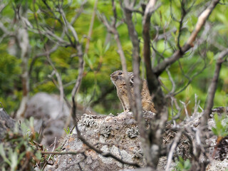 ガレ場に住んでいるエゾナキウサギ