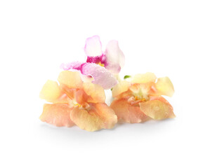 Different beautiful edible flowers on white background