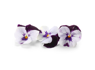 Beautiful edible flowers on white background