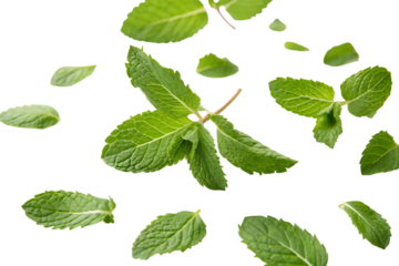 Vibrant Green Mint Leaves Falling Isolated Against a Black Background A I P N G isolated on a transparent background