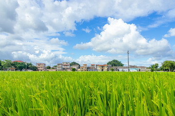 Green rice fields in the countryside of Guangdong, China