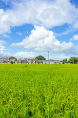 Green rice fields in the countryside of Guangdong, China