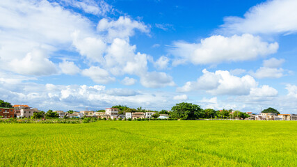 Naklejka premium Green rice fields in the countryside of Guangdong, China