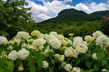 八面山のアナベル
