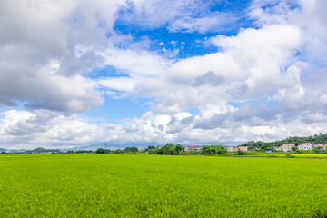 Fototapeta premium Green rice fields in the countryside of Guangdong, China