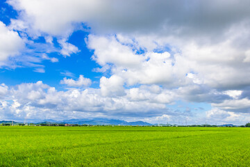 Green rice fields in the countryside of Guangdong, China