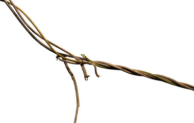 hanging creeper plant roots isolated