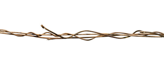 nature wild vine roots isolated element © berkahjayamaterial