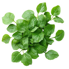 Isolated transparent Fresh green spinach leaves arranged in a vibrant and healthy cluster. PNG die-cut element for advertising