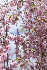 pink flower tree