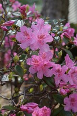 pink flowers in a garden