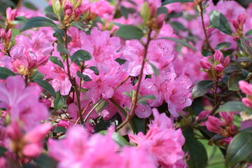 pink flowers in the garden