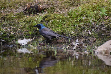 Bird in the wild
