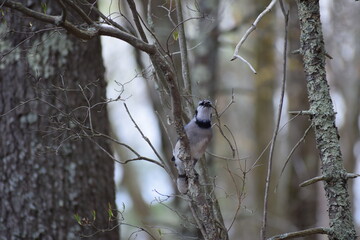 Bird on a tree