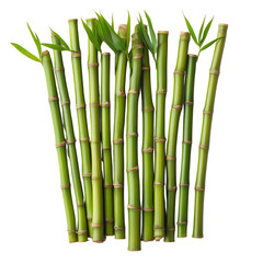 Obraz premium Isolated transparent A cluster of vibrant green bamboo stalks reaching for sunlight. PNG die-cut element for advertising