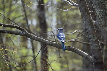 Blue Bird