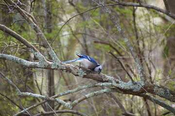 bird on a branch