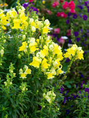 花壇に咲いた黄色の金魚草