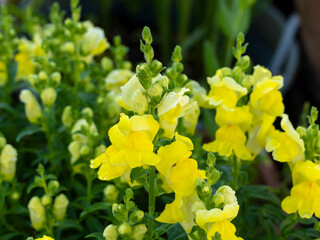 花壇に咲いた黄色の金魚草