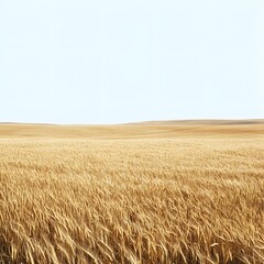 Fototapeta premium Expansive golden wheat field in the countryside
