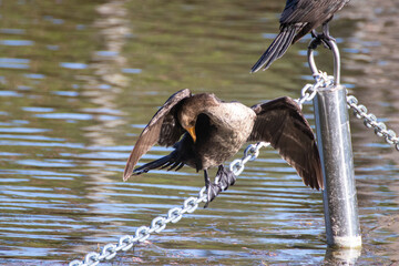 Pareja de patos descansando