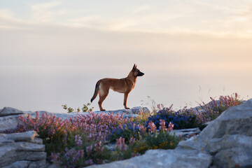 A silhouette of a Belgian Malinois stands out against a glowing sunset surrounded by wildflowers...