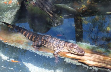 Alligator cubs resting on a log in Florida farm, closeup