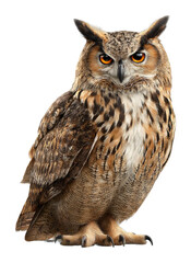 Naklejka premium Majestic owl perched in forest wildlife natural habitat cut out png