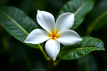 Pure white frangipani flowers