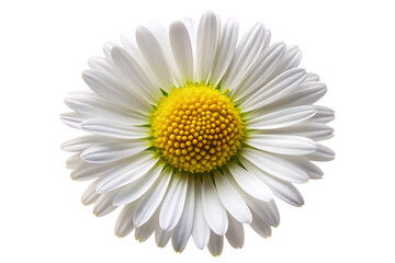 common daisy blossom isolated on white background PNG , AI GENERATED