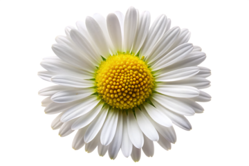  common daisy blossom  isolated on white background PNG , AI GENERATED