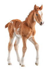 Fototapeta premium Playful foal trotting in studio setting adorable animal for horse lovers cut out png