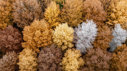 Autumn trees from above display vibrant colors in soft ambient light, creating serene atmosphere
