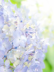 梅雨から初夏の公園や花壇を彩るアジサイのある風景。木漏れ日の光でボケた景色。ぼんやりした花畑のイメージ